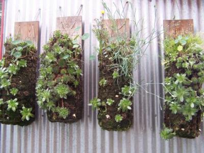 Hanging baskets / Des plantes sur le mur